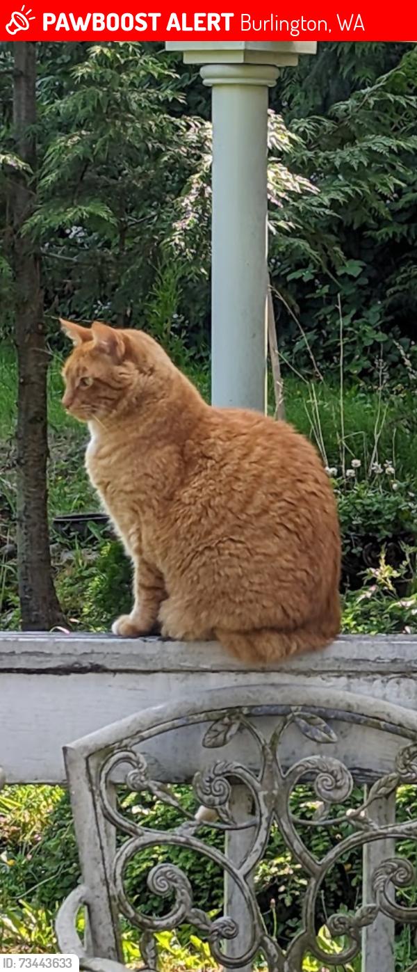 Lost Male Cat last seen Just North of Corbell's Welding on hwy 99, Burlington, WA 98233
