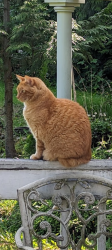Lost Male Cat last seen Just North of Corbell's Welding on hwy 99, Burlington, WA 98233