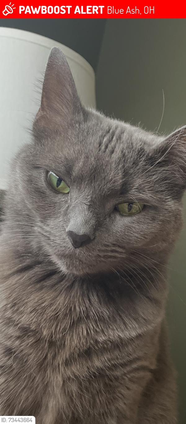 Lost Female Cat last seen Donjoy Dr , cross street of Decima Dr, Blue Ash, OH 45242