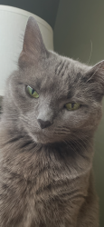 Lost Female Cat last seen Donjoy Dr , cross street of Decima Dr, Blue Ash, OH 45242