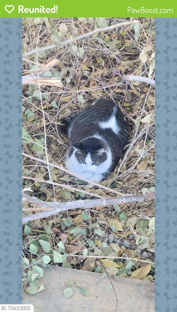 Reunited Female Cat last seen w Ave j 4 & hardwood ave, Lancaster, CA 93534