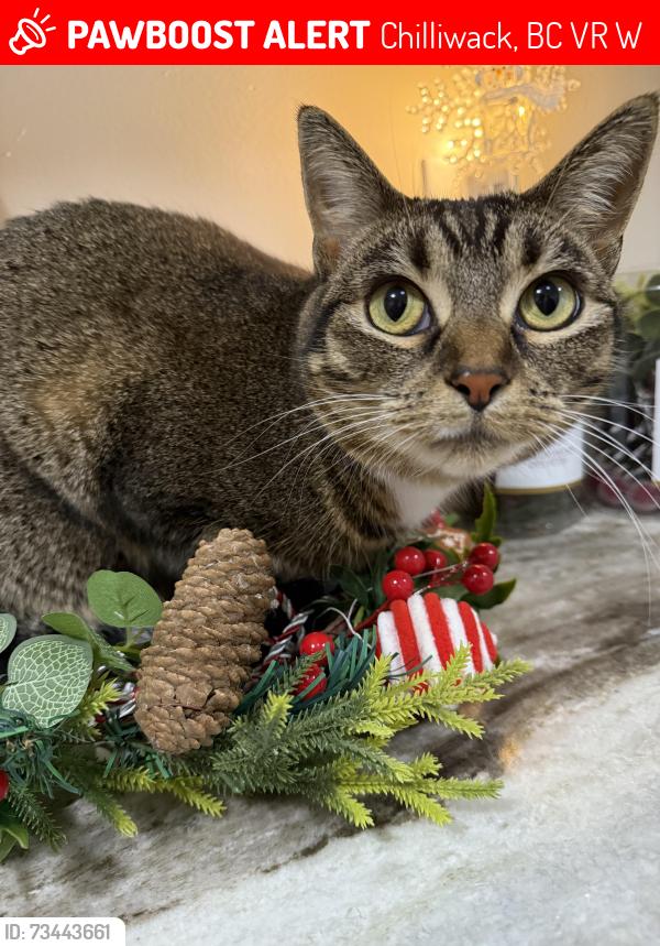 Lost Female Cat last seen Vedder Road, Sardis, Chilliwack, BC V2R 5W6