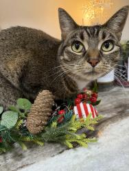 Lost Female Cat last seen Vedder Road, Sardis, Chilliwack, BC V2R 5W6