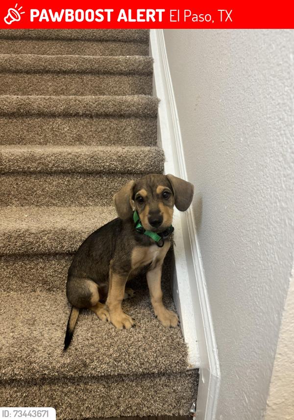 Lost Male Dog last seen Townsley, El Paso, TX 79904