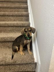 Lost Male Dog last seen Townsley, El Paso, TX 79904