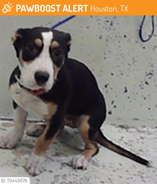Found/Stray Female Dog last seen E Sunnyside St 77076, Houston, TX 77076