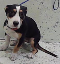 Found/Stray Female Dog last seen E Sunnyside St 77076, Houston, TX 77076
