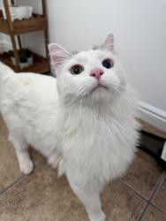 Found/Stray Unknown Cat last seen Foxboro Elementary, North Salt Lake, UT 84054