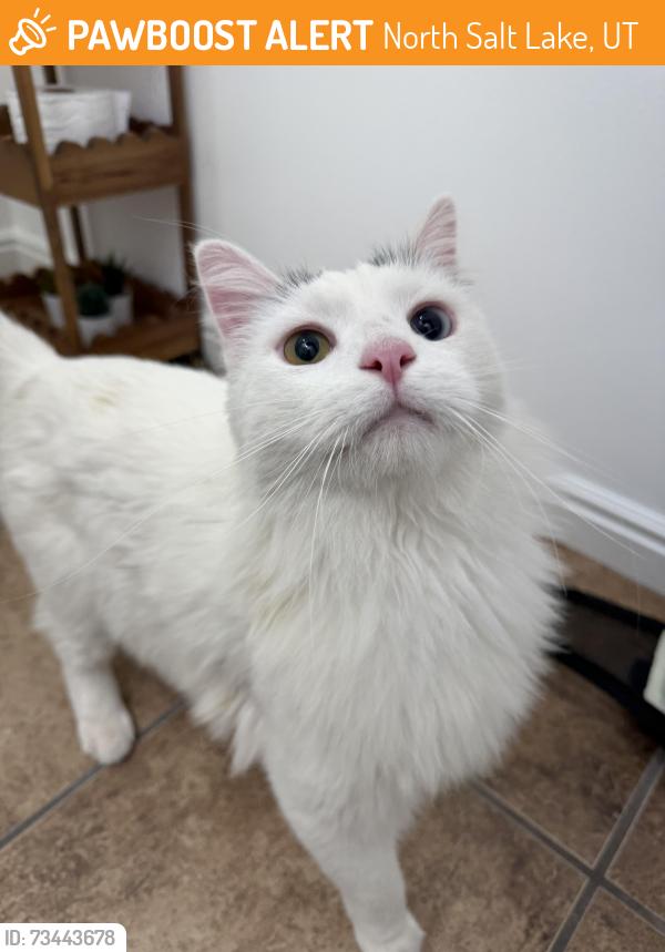 Found/Stray Unknown Cat last seen Foxboro Elementary, North Salt Lake, UT 84054