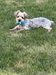 Lost Male Dog last seen Warren and Beck, Canton Township, MI 48187