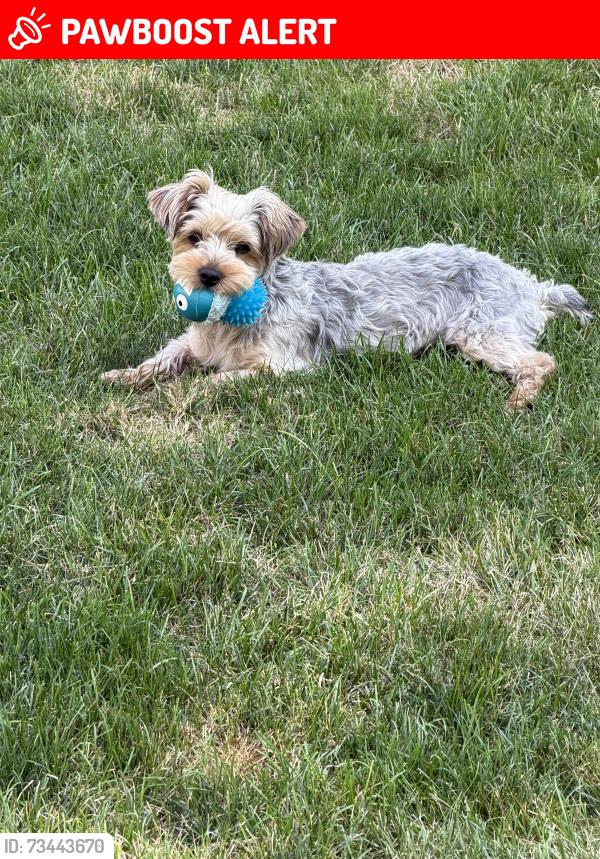 Lost Male Dog last seen Warren and Beck, Canton Township, MI 48187