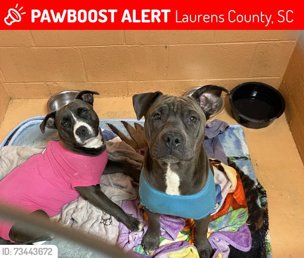 Lost Male Dog last seen Metric Road, Laurens County, SC 29645