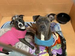 Lost Male Dog last seen Metric Road, Laurens County, SC 29645