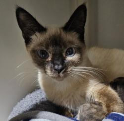 Shelter Stray Female Cat last seen San Ysidro Blvd, San Diego, CA, 92173, 5500 Gaines St, San Diego, CA 92110, USA