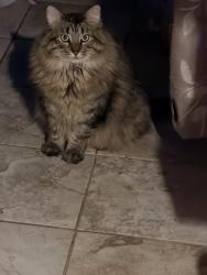Reunited Male Cat last seen cvs by route 30, Chicago Heights, IL 60411