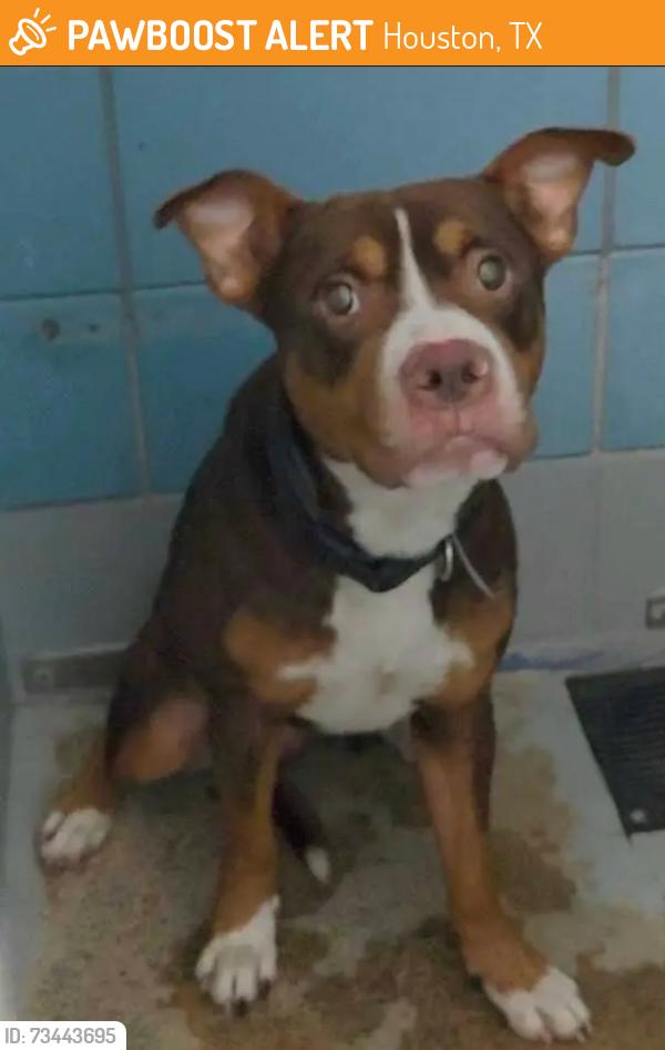Found/Stray Unknown Dog last seen Cline 77020, Houston, TX 77020