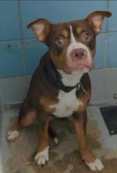Found/Stray Unknown Dog last seen Cline 77020, Houston, TX 77020