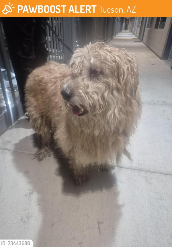 Found/Stray Male Dog last seen Grant and oracle, Tucson, AZ 85705