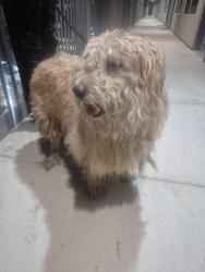 Found/Stray Male Dog last seen Grant and oracle, Tucson, AZ 85705