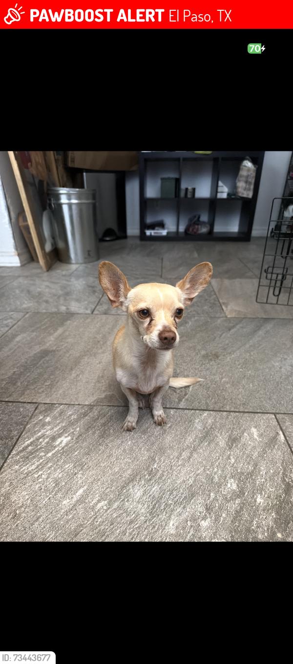 Lost Male Dog last seen las palmas area, El Paso, TX 79936