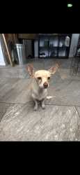 Lost Male Dog last seen las palmas area, El Paso, TX 79936