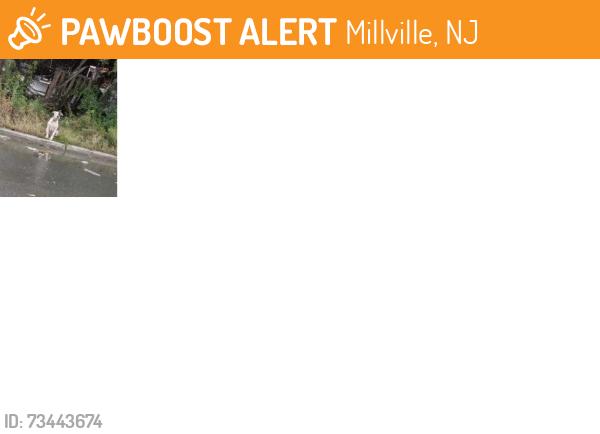 Found/Stray Unknown Dog last seen Port Elizabeth Ghost Town, Millville, NJ 08332