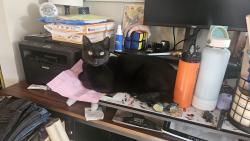 Reunited Male Cat last seen Fennell Ct, San Diego, CA 92114