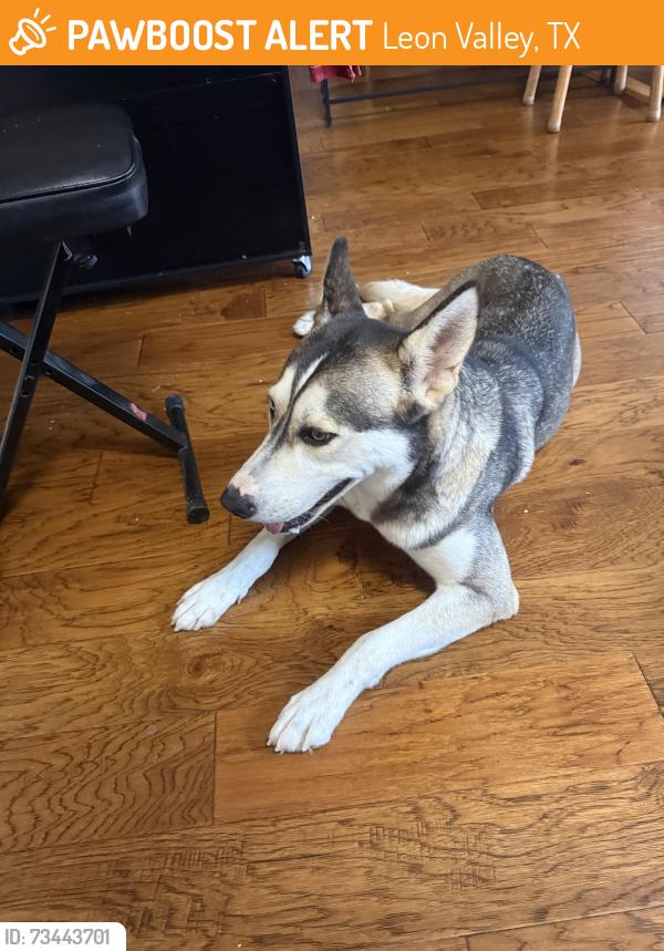 Found/Stray Female Dog last seen Parsley HL, Leon Valley, Leon Valley, TX 78238