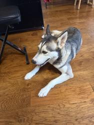 Found/Stray Female Dog last seen Parsley HL, Leon Valley, Leon Valley, TX 78238