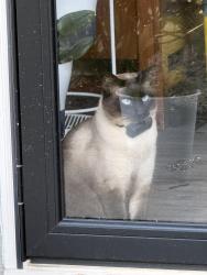 Lost Male Cat last seen Half a mile from Moses middle school, Dallas, GA 30132