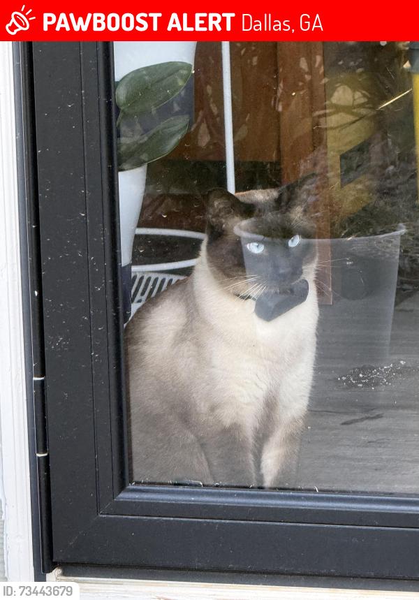 Lost Male Cat last seen Half a mile from Moses middle school, Dallas, GA 30132