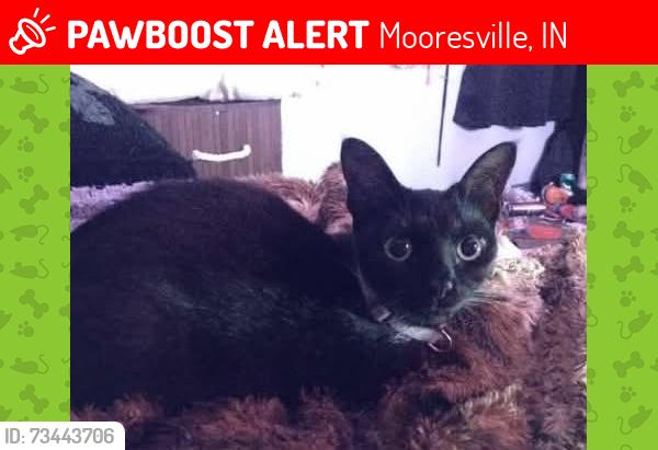 Lost Female Cat last seen Westwood Dr & Co Line, Mooresville, IN 46158