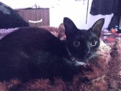 Lost Female Cat last seen Westwood Dr & Co Line, Mooresville, IN 46158