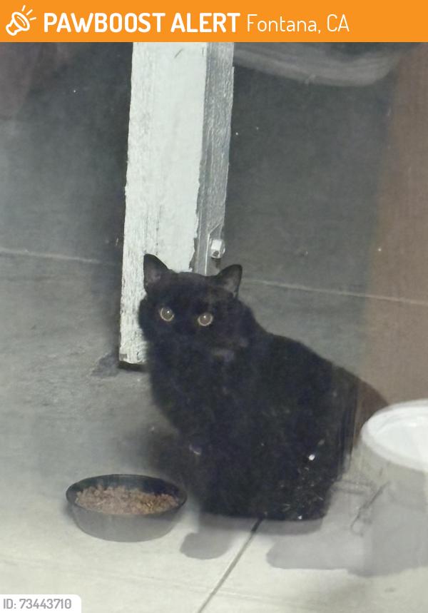 Found/Stray Unknown Cat last seen Village park, Fontana, CA 92337