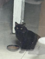 Found/Stray Unknown Cat last seen Village park, Fontana, CA 92337