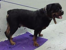 Found/Stray Male Dog last seen Mesa and Tidwell, Houston, TX 77078