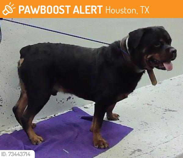 Found/Stray Male Dog last seen Mesa and Tidwell, Houston, TX 77078