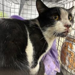 Shelter Stray Male Cat last seen , 361 S Raymond Ave, Pasadena, CA 91105, USA