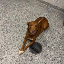Shelter Stray Female Dog last seen , 328 Furman Hall Rd, Greenville, SC 29609, USA