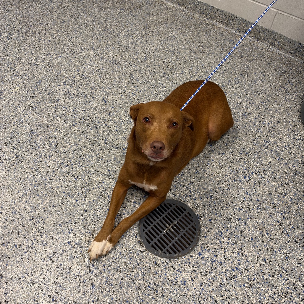 Shelter Stray Female Dog last seen , 328 Furman Hall Rd, Greenville, SC 29609, USA