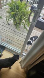 Found/Stray Unknown Cat last seen 47th and Fillmore, Columbia Heights, MN 55421