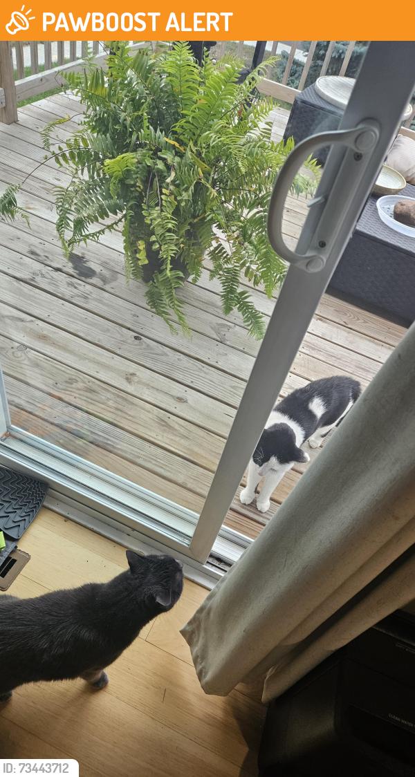 Found/Stray Unknown Cat last seen 47th and Fillmore, Columbia Heights, MN 55421