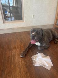 Found/Stray Male Dog last seen Booth Calloway, North Richland Hills, TX 76180
