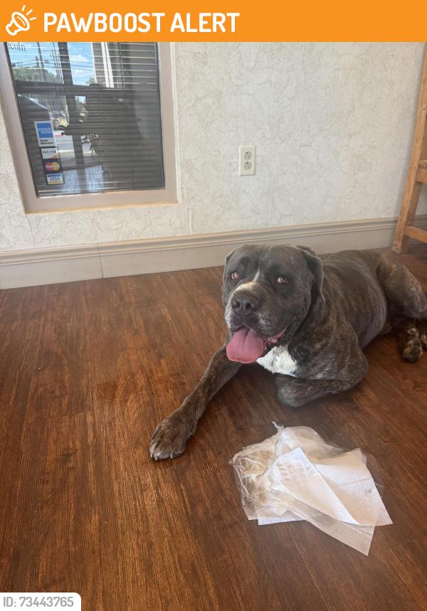 Found/Stray Male Dog last seen Booth Calloway, North Richland Hills, TX 76180