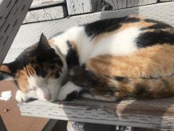 Lost Female Cat last seen Belle haven, Menlo Park, CA 94025