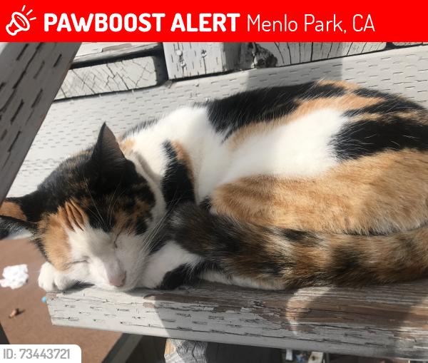 Lost Female Cat last seen Belle haven, Menlo Park, CA 94025