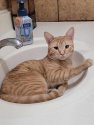 Lost Male Cat last seen 42nd Ave and Virginia Ave, Phoenix, AZ 85009