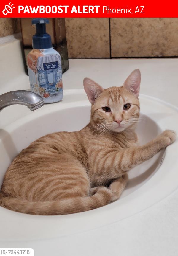 Lost Male Cat last seen 42nd Ave and Virginia Ave, Phoenix, AZ 85009