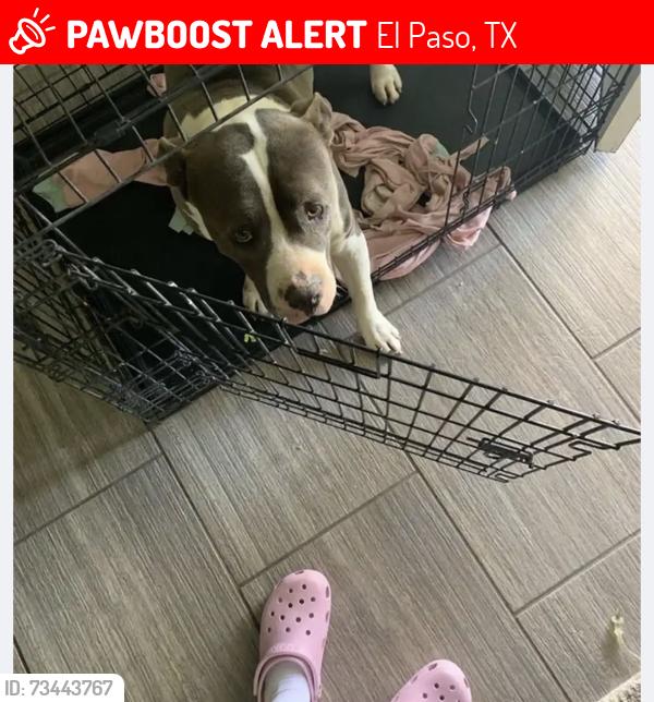 Lost Male Dog last seen Near david palacio, El Paso, TX 79938
