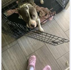 Lost Male Dog last seen Near david palacio, El Paso, TX 79938